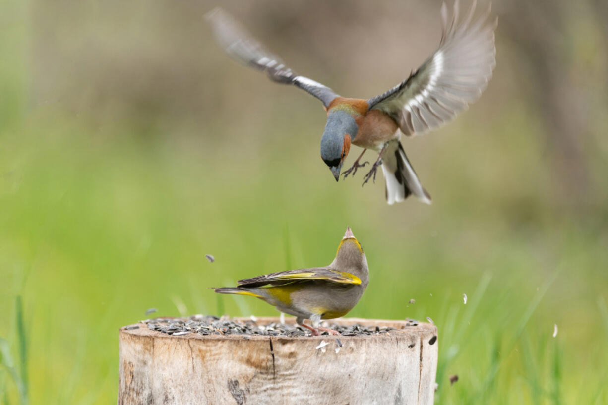 A disease that appeared from spring into summer blinding and killing a variety of songbirds in at least 10 states left wildlife experts and officials stumped as to its cause, and recommending people stop filling feeders in the belief it could mitigate the spread of the illness where birds congregated.