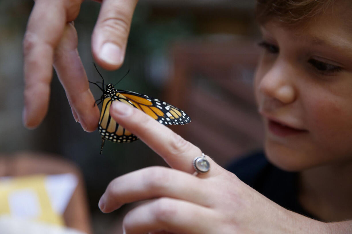 Samantha Goodman releases a monarch butterfly with her 6-year-old son Torben Goodman outside their home on Sept. 1 in Chicago. Four weeks ago Samantha collected the egg in a parkway in her neighborhood. (Armando L.