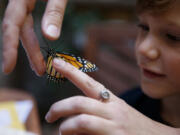 Samantha Goodman releases a monarch butterfly with her 6-year-old son Torben Goodman outside their home on Sept. 1 in Chicago. Four weeks ago Samantha collected the egg in a parkway in her neighborhood. (Armando L.