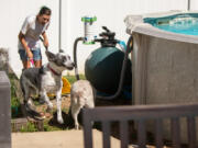 Danyel Whitbread is greeted by a customer's dogs, Capone, left, an Australian heeler mix, and Sage, an Australian shepherd, in St. Peters, Missouri on Saturday, August 14, 2021, while cleaning their backyard. (Daniel Shular/St.