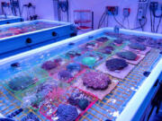 The Florida Coral Reef Rescue Center in Orlando preserves hundreds of specimens that researchers hope will serve as sort of a seed bank for future restoration. Special lighting gives the room a bluish hue and is designed to mimic the marine environment.