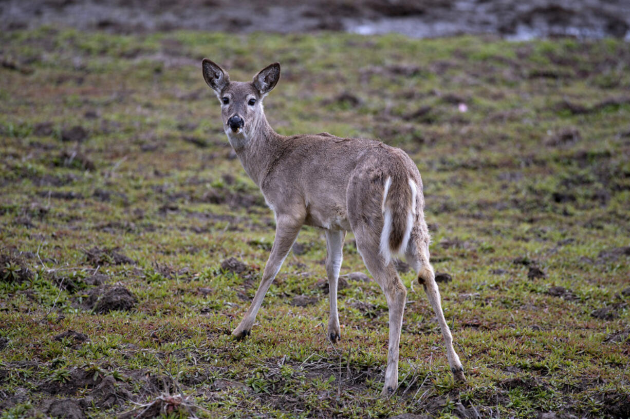 A deer pauses to greet a visitor while exploring a marshy area under dry, springtime conditions at Ridgefield National Wildlife Refuge on April 8. There's been an uptick in the number of Pacific Northwest white-tailed deer dying of viruses that typically infects more animals during hot summers and periods of drought, experts say.