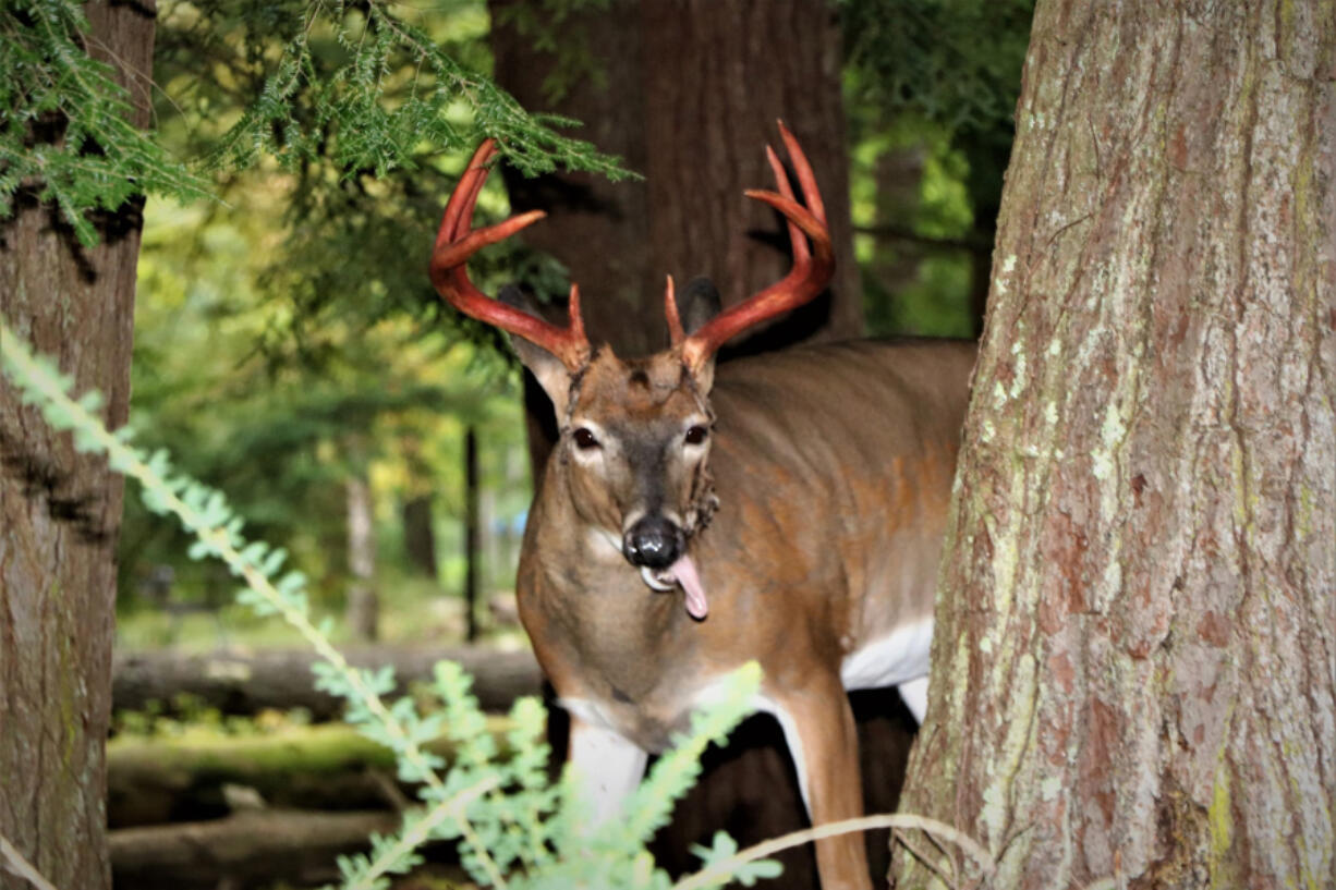 This time of year, you may see male white-tailed deer sporting bloodied antlers, often with a stringy material dangling from them.