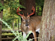 This time of year, you may see male white-tailed deer sporting bloodied antlers, often with a stringy material dangling from them.