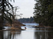 Jerry Ames of Vancouver kayaks on Lacamas Lake in Camas in 2019. Community activists are asking parties involved in a lawsuit over a biofilter at the lake to settle the case and work toward restoring the area.