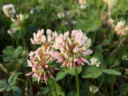 The pink-tinged blossoms of white clover are delicately sweet and can be added to baked goods.