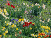 Plant bulbs now for spring blooms.