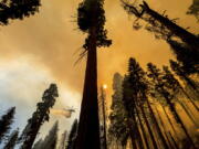 A helicopter drops water on the Windy Fire burning in the Trail of 100 Giants grove of Sequoia National Forest, Calif., on Sunday, Sept. 19, 2021.