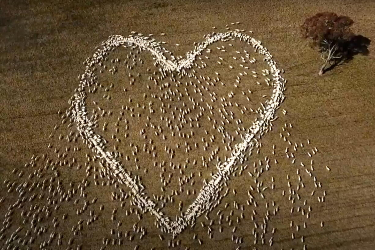 Sheep form the shape of a heart in a field Aug. 5 in Guyra, northern New South Wales, Australia.