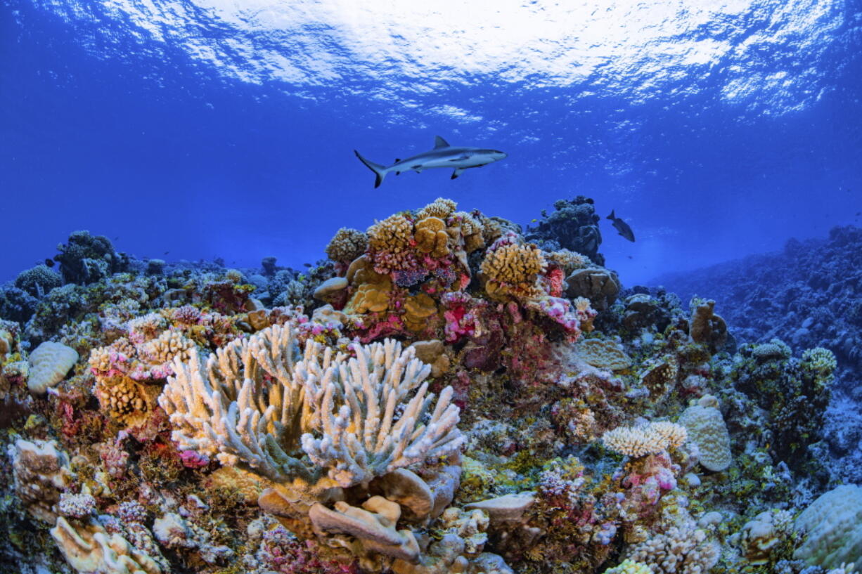 A shark swims on a reef in Ailinginae Atoll in the Marshall Islands. Researchers have completed a comprehensive online map of the world's coral reefs by using more than 2 million satellite images from across the globe.