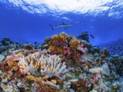 A shark swims on a reef in Ailinginae Atoll in the Marshall Islands. Researchers have completed a comprehensive online map of the world's coral reefs by using more than 2 million satellite images from across the globe.