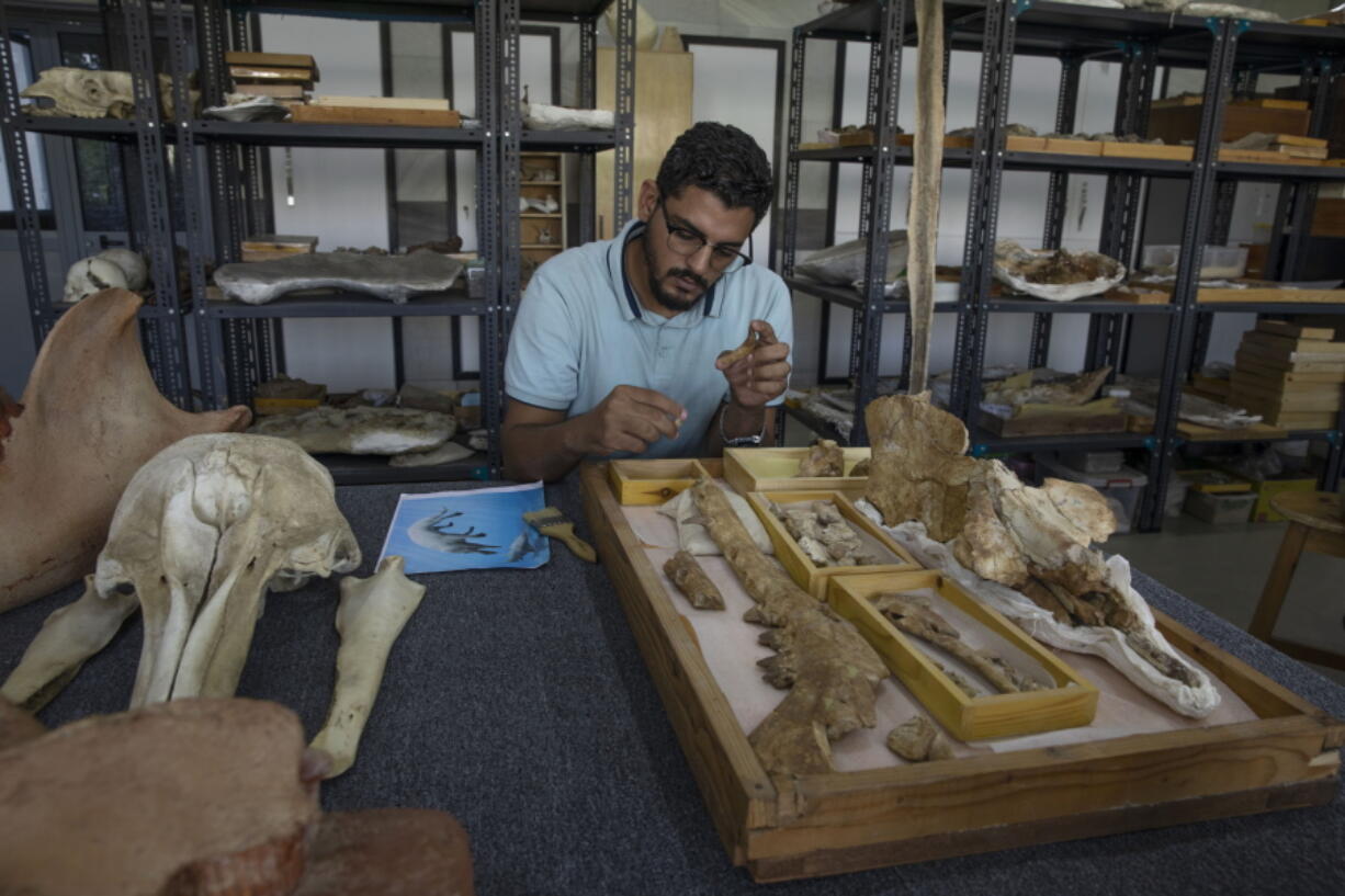 Abdullah Gohar, an Egyptian researcher at Mansoura University, shows the fossil of a 43-million-year-old four-legged prehistoric whale known as the "Phiomicetus Anubis" at the university's paleontology department lab, in Mansoura, Egypt.