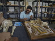 Abdullah Gohar, an Egyptian researcher at Mansoura University, shows the fossil of a 43-million-year-old four-legged prehistoric whale known as the "Phiomicetus Anubis" at the university's paleontology department lab, in Mansoura, Egypt.