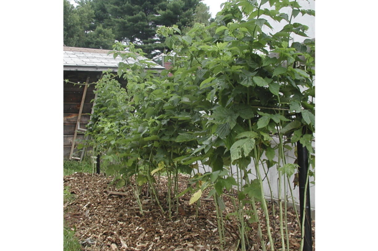 Everbearing yellow raspberry plants in New Paltz, N.Y. Gardeners can get better raspberries and blackberries by training and pruning their bushes -- or brambles.