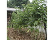 Everbearing yellow raspberry plants in New Paltz, N.Y. Gardeners can get better raspberries and blackberries by training and pruning their bushes -- or brambles.