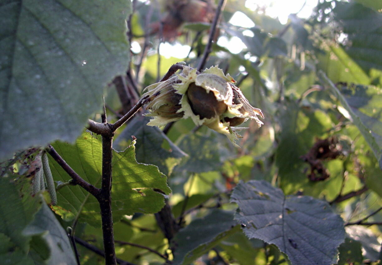 In this image provided by Lee Reich shows hazelnut plants in New Paltz, NY. In late summer, gardeners, squirrels, chipmunks eagerly wait for hazelnuts to ripen in their husks and then drop to the ground.