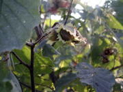 In this image provided by Lee Reich shows hazelnut plants in New Paltz, NY. In late summer, gardeners, squirrels, chipmunks eagerly wait for hazelnuts to ripen in their husks and then drop to the ground.