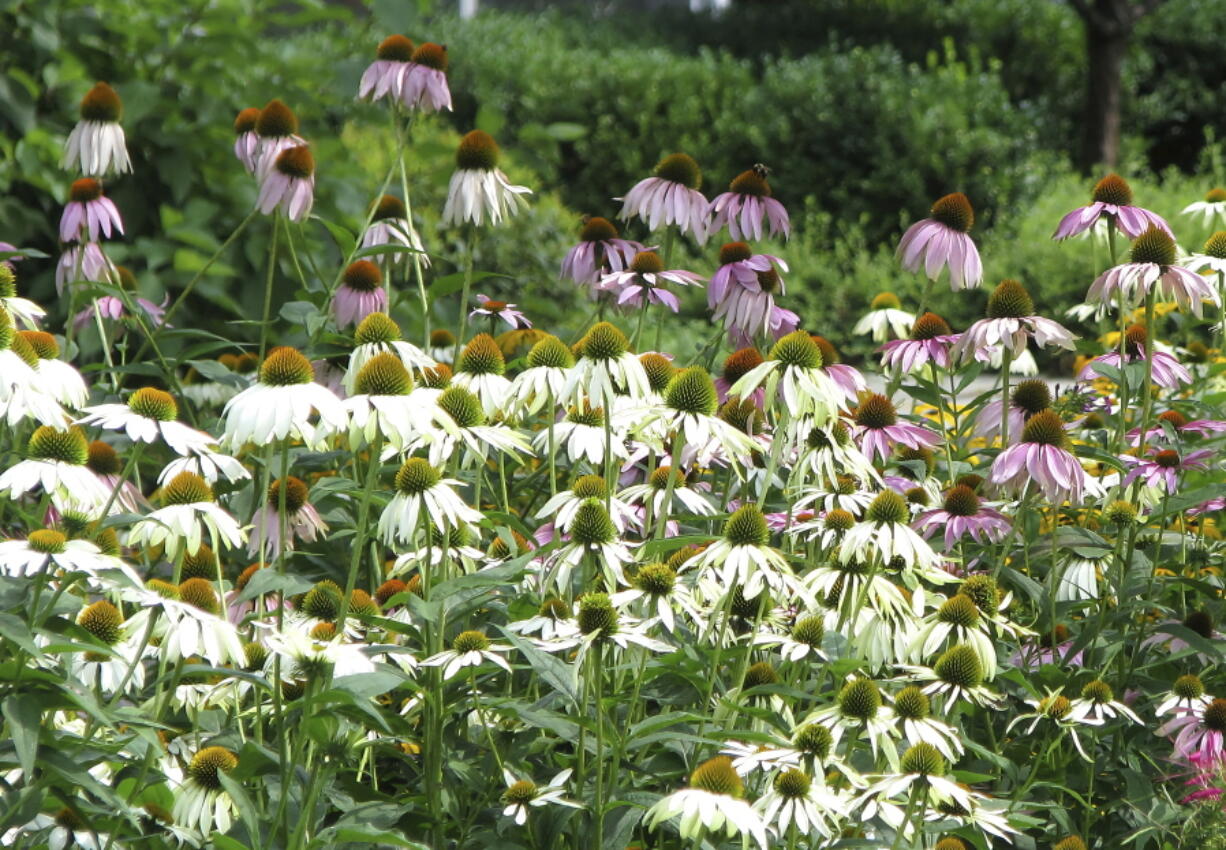 Echinacea is one of many flowers that grows well even in dry summers.