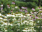 Echinacea is one of many flowers that grows well even in dry summers.