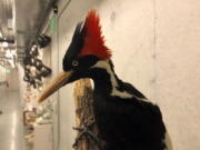 An ivory-billed woodpecker specimen is on a display at the California Academy of Sciences in San Francisco, Friday, Sept. 24, 2021. Death's come knocking a last time for the splendid ivory-billed woodpecker and 22 assorted birds, fish and other species: The U.S. government is declaring them extinct. It's a rare move for wildlife officials to give up hope on a plant or animal, but government scientists say they've exhausted efforts to find these 23.