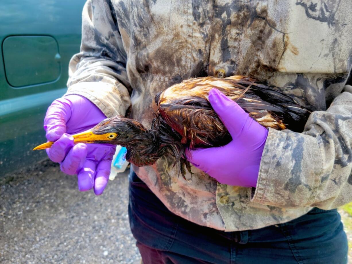 This undated photo provided by the Louisiana Department of Wildlife and Fisheries shows LDWF personnel triage an oiled tricolored heron recovered at the Alliance Refinery oil spill in Belle Chasse, La. Louisiana wildlife officials say they have documented more than 100 oil-soaked birds near after crude oil spilled from a refinery flooded during Hurricane Ida. The Louisiana Department of Wildlife and Fisheries said Thursday, Sept. 9, 2021 that a growing number of oiled birds had been observed within heavy pockets of oil throughout the Phillips 66 Alliance Refinery in Belle Chasse, as well as nearby flooded fields and retention ponds along the Mississippi River.