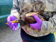 This undated photo provided by the Louisiana Department of Wildlife and Fisheries shows LDWF personnel triage an oiled tricolored heron recovered at the Alliance Refinery oil spill in Belle Chasse, La. Louisiana wildlife officials say they have documented more than 100 oil-soaked birds near after crude oil spilled from a refinery flooded during Hurricane Ida. The Louisiana Department of Wildlife and Fisheries said Thursday, Sept. 9, 2021 that a growing number of oiled birds had been observed within heavy pockets of oil throughout the Phillips 66 Alliance Refinery in Belle Chasse, as well as nearby flooded fields and retention ponds along the Mississippi River.