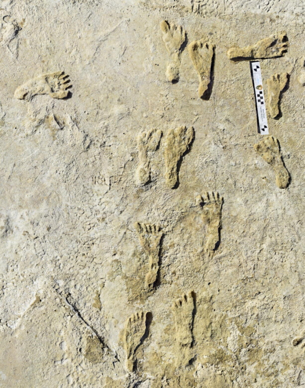 Fossilized human footprints are seen at the White Sands National Park in New Mexico. According to a report published in the journal Science on Thursday, the impressions indicate that early humans were walking across North America around 23,000 years ago, much earlier than scientists previously thought.