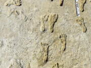 Fossilized human footprints are seen at the White Sands National Park in New Mexico. According to a report published in the journal Science on Thursday, the impressions indicate that early humans were walking across North America around 23,000 years ago, much earlier than scientists previously thought.