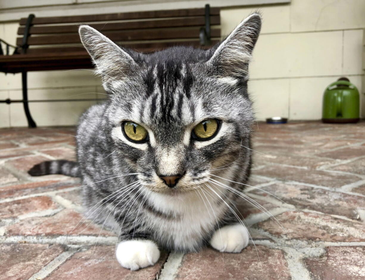 This photo provided by writer Solvej Schou shows Schou's neighbors' cat, Kevin as he sits on Schou and her husband's porch on Aug. 21, 2021 in Pasadena, Calif.