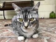 This photo provided by writer Solvej Schou shows Schou's neighbors' cat, Kevin as he sits on Schou and her husband's porch on Aug. 21, 2021 in Pasadena, Calif.