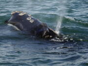 FILE - In this March 28, 2018, file photo, a North Atlantic right whale feeds on the surface of Cape Cod bay off the coast of Plymouth, Mass. America's lobster fishing industry will face a host of new restrictions in harvesting the valuable crustaceans due to a new push from the federal government to try to save a vanishing species of whale. The whales number only about 360 and they are vulnerable to lethal entanglement in fishing gear.