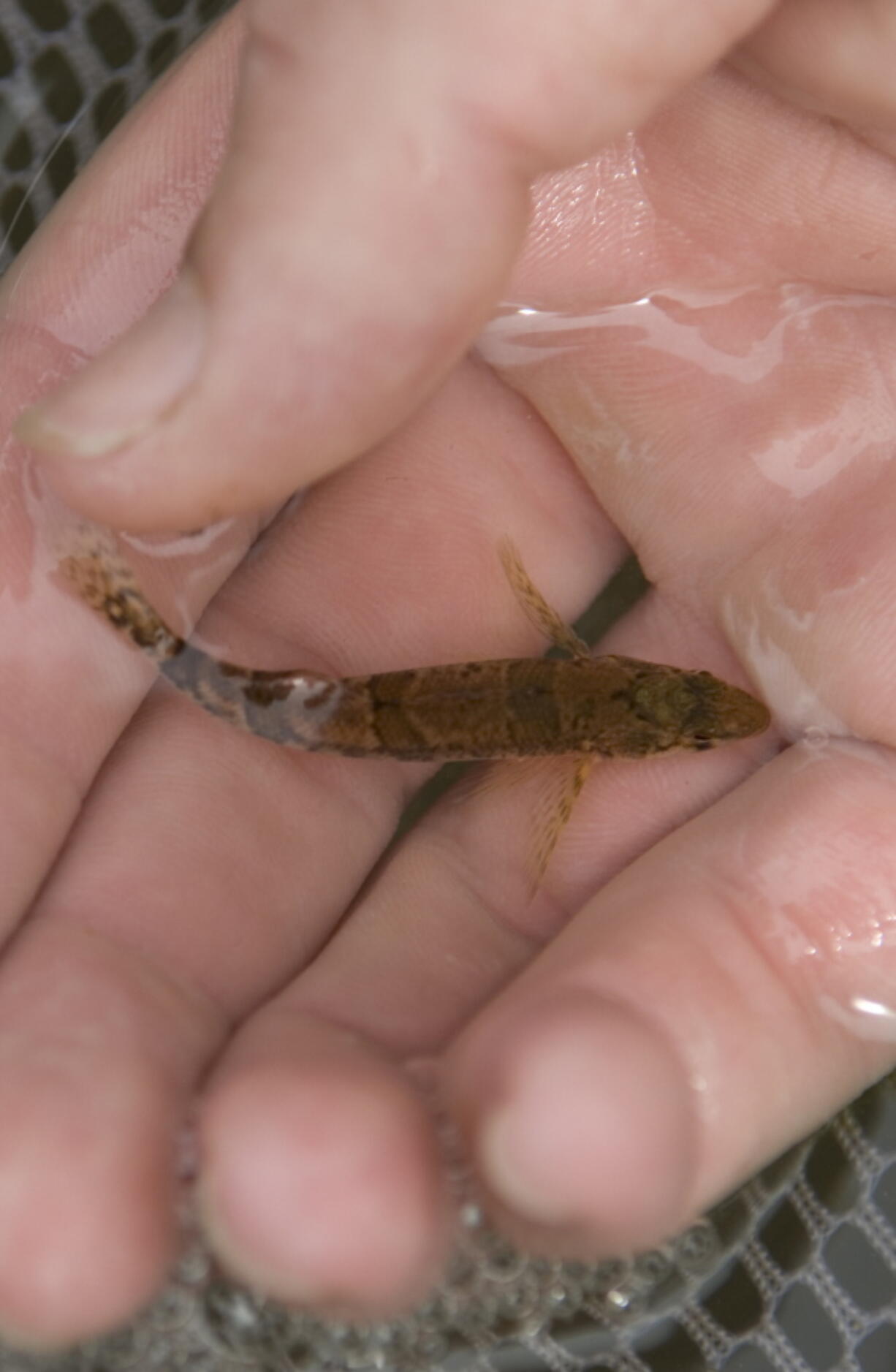 A snail darter in Knoxville, Tenn.