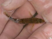 A snail darter in Knoxville, Tenn.