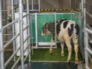 In this undated photo provided by the Research Institute for Farm Animal Biology in Dummerstorf, Germany in September 2021, a calf enters an astroturf-covered pen nicknamed "MooLoo" to urinate. The scientists, mimicking the process of putting a toddler on the potty until he or she has to go, put the cows in and waited until they urinated and then gave them a reward: a super sweet liquid of mostly molasses.