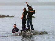 In this May 17, 1999, file photo, two Makah Indian whalers stand atop the carcass of a dead gray whale moments after helping tow it close to shore in the harbor at Neah Bay, Wash. An administrative law judge on Thursday, Sept. 23, 2021, recommended that the Makah be allowed to resume whaling along the coast of Washington state, as their ancestors did.