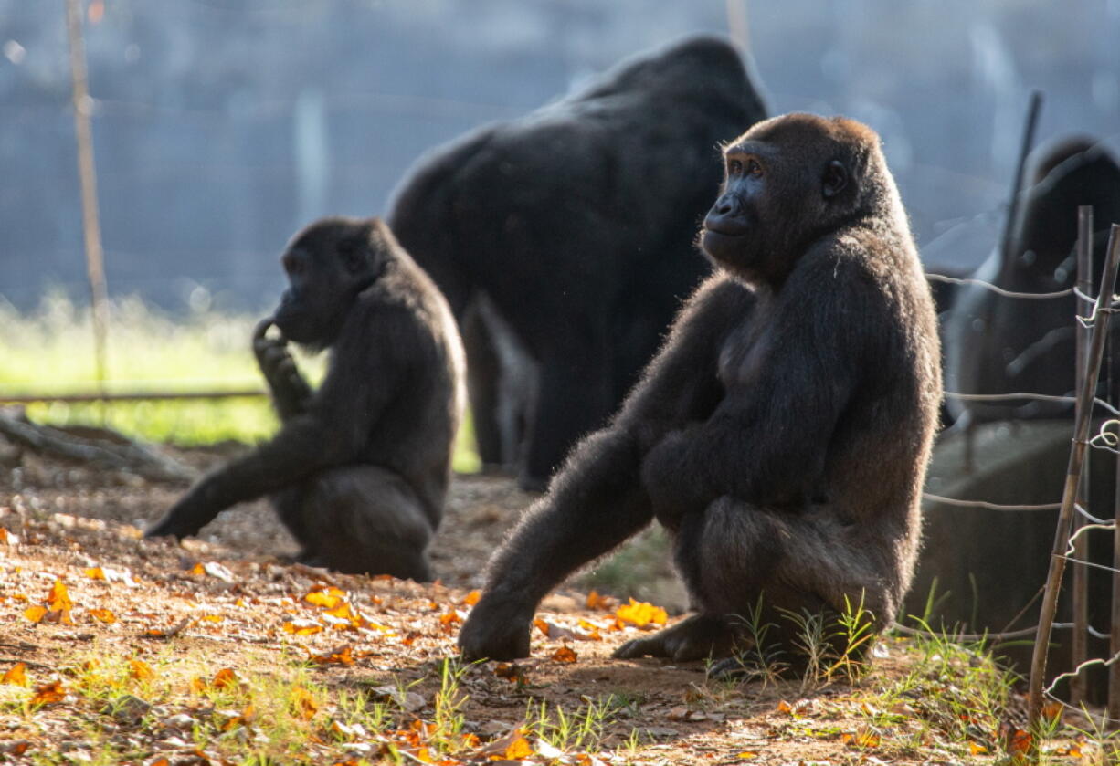 Western lowland gorillas are seen in their habitat at Zoo Atlanta on Tuesday, Sept. 14, 2021, in Atlanta. Nearly all of the zoo's 20 gorillas are showing symptoms of having contracted the coronavirus from a zoo staff worker, according to zoo officials. The confirmed cases of those gorillas tested have come back positive for the COVID-19 Delta variant.