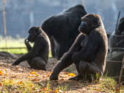 Western lowland gorillas are seen in their habitat at Zoo Atlanta on Tuesday, Sept. 14, 2021, in Atlanta. Nearly all of the zoo's 20 gorillas are showing symptoms of having contracted the coronavirus from a zoo staff worker, according to zoo officials. The confirmed cases of those gorillas tested have come back positive for the COVID-19 Delta variant.