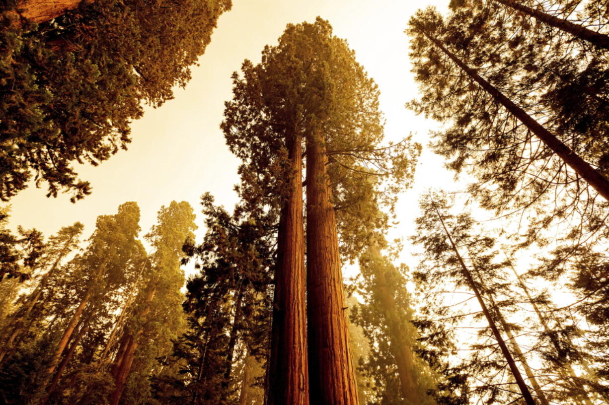 Sequoia trees stand in Lost Grove along Generals Highway as the KNP Complex Fire burns about 15 miles away on Friday, Sept. 17, 2021, in Sequoia National Park, Calif.