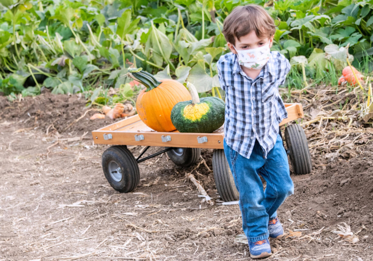 Pumpkin patches in Clark County are ready for fun in the fall.