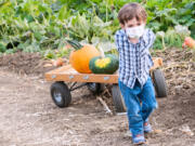 Pumpkin patches in Clark County are ready for fun in the fall.