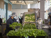 Patrick Hughes of Forward Greens, left, harvests Splendid Spring Mix.