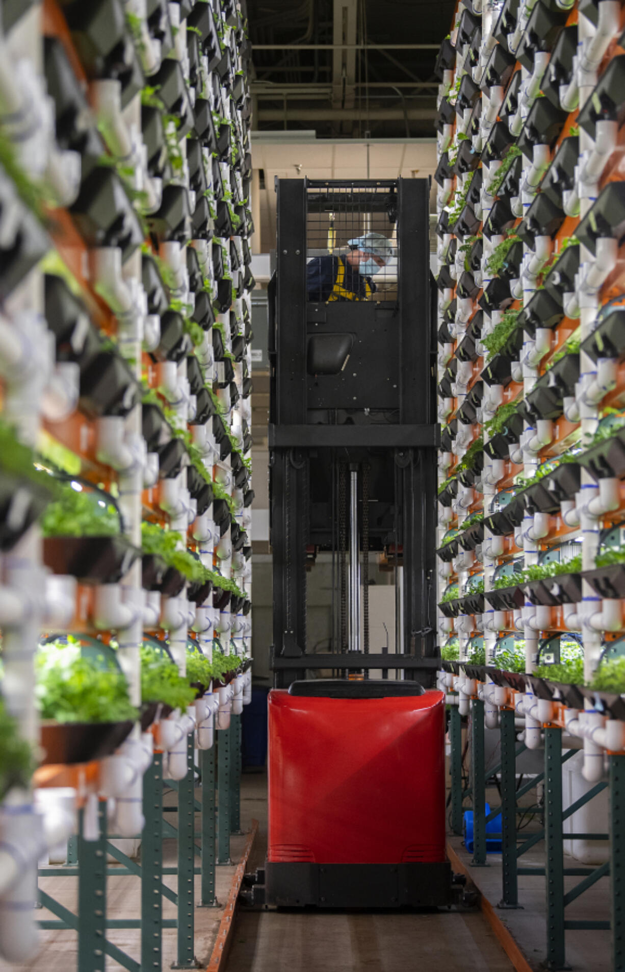 Blake Reed of Forward Greens collects greens for harvest while working in southeast Vancouver on Friday morning. Vancouver-based Forward Greens, formerly called West Village Farms, is expanding into many grocery stores. The company grows greens in vertical, indoor farms at the former HP campus.