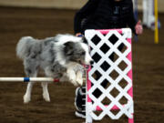 A dog clears a hurdle on the jumping course at the Mount Hood Doberman Pinscher Club agility trials on Saturday, Oct. 9, 2021, at the Dr. Jack Giesy Equestrian Arena in Ridgefield.