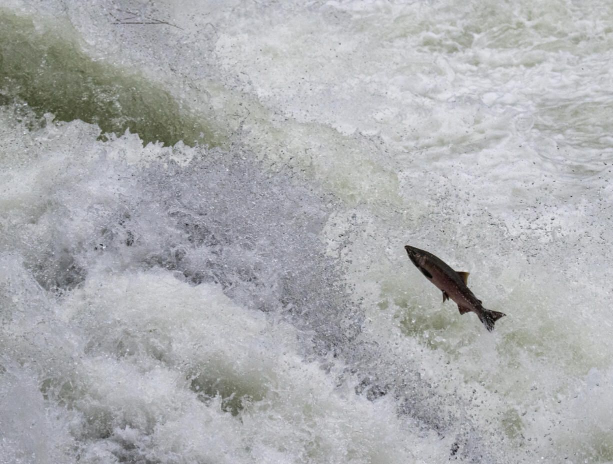 A fish, possibly a summer steelhead or coho salmon, attempts to leap Lucia Falls.