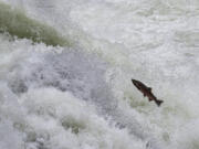 A fish, possibly a summer steelhead or coho salmon, attempts to leap Lucia Falls.