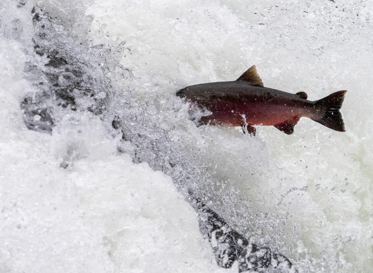 A fish, possibly a summer steelhead or coho salmon, attempts to leap Lucia Falls.