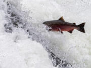 A fish, possibly a summer steelhead or coho salmon, attempts to leap Lucia Falls.