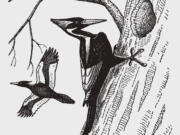 An extinct ivory-billed woodpecker excavating a hole in a tree trunk in an illustration patterned after an engraving from the early 20th century.