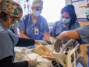 A medical team adjusts tubes and cords after turning a COVID-19 patient onto their stomach to help with breathing, inside the intensive care unit at Central Washington Hospital on Tuesday, Sept. 21, 2021. The medical team isn't wearing protective gear because the patent isn't contagious anymore.