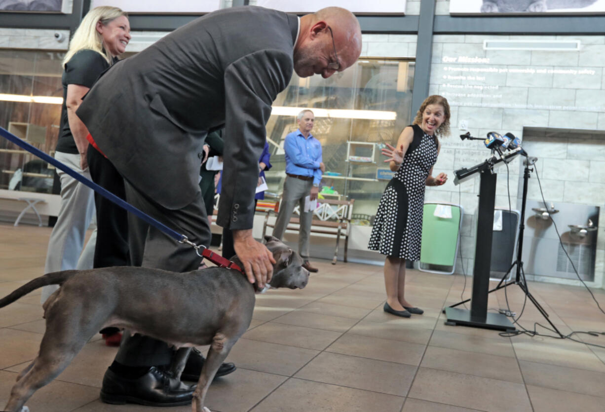 Congresswoman Debbie Wasserman Schultz jokes that Connie, a bully breed mix dog, is stealing the show as she gets pets from Congressman Ted Deutch during a news conference to discuss legislation to make animal abuse a federal crime, at Broward County Animal Care and Adoption in Fort Lauderdale, Florida on Monday, Feb. 4, 2019. Deutch is leading a bipartisan effort to get the Centers for Disease Control and Prevention to reevaluate its ban on importing dogs to the U.S. from 113 countries because of rabies fears.